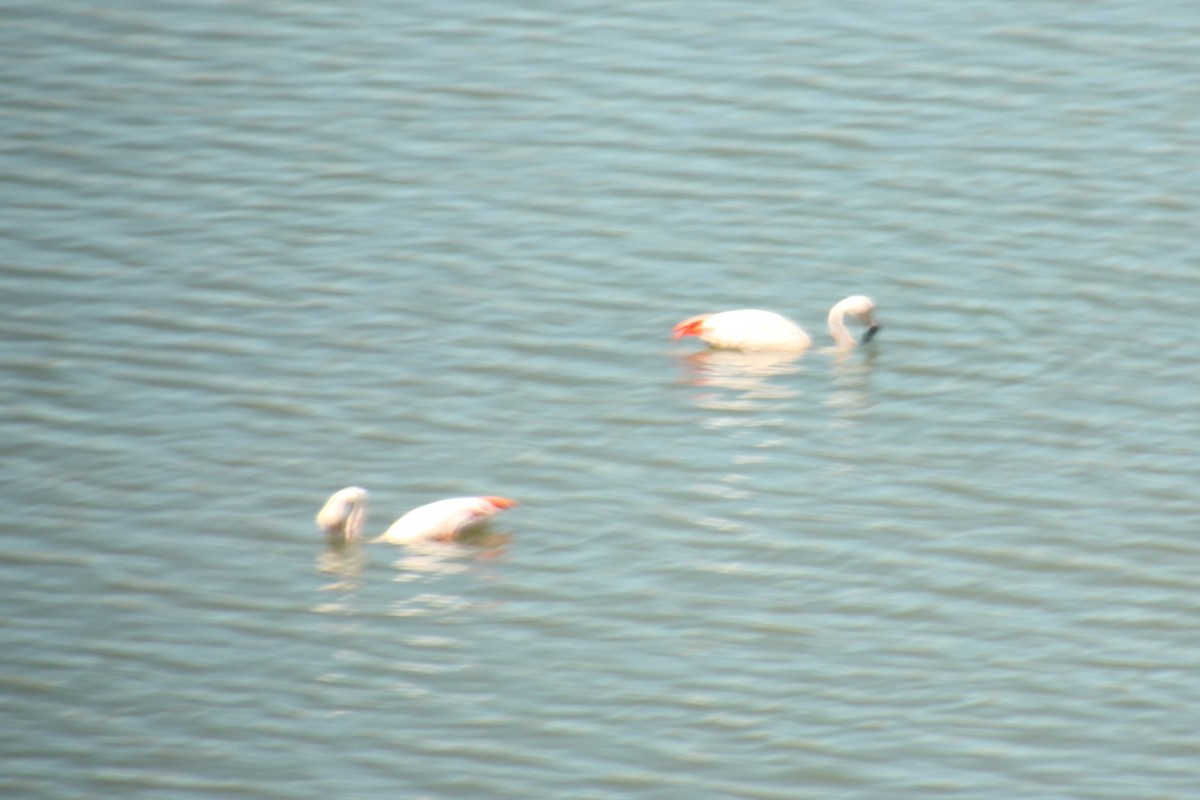 Şili Flamingosu - ML617687512
