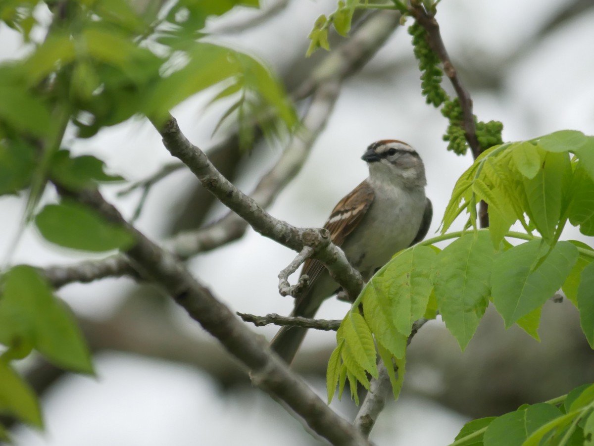 Chipping Sparrow - ML617687563