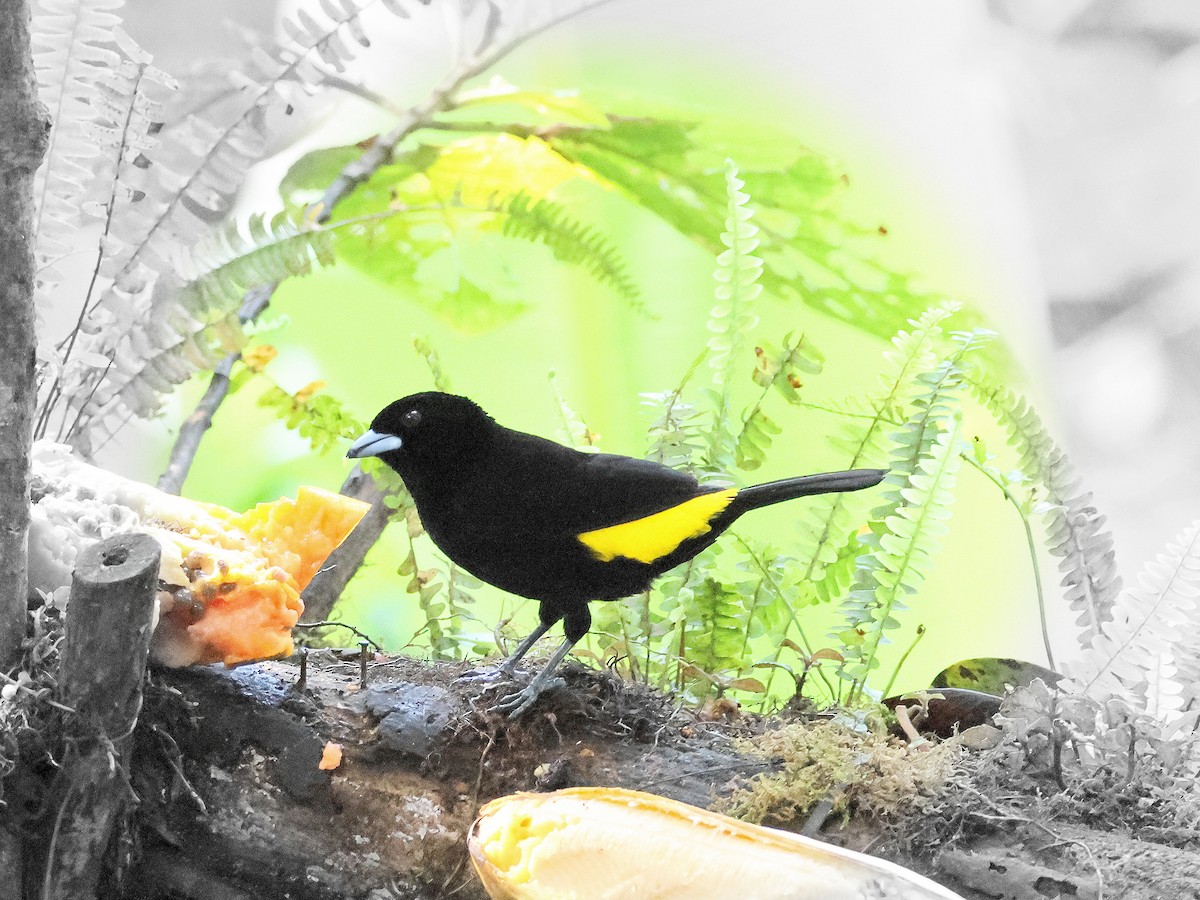 Flame-rumped Tanager - Geoff Butcher