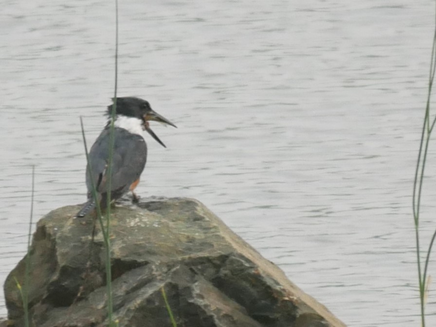Belted Kingfisher - ML617687602