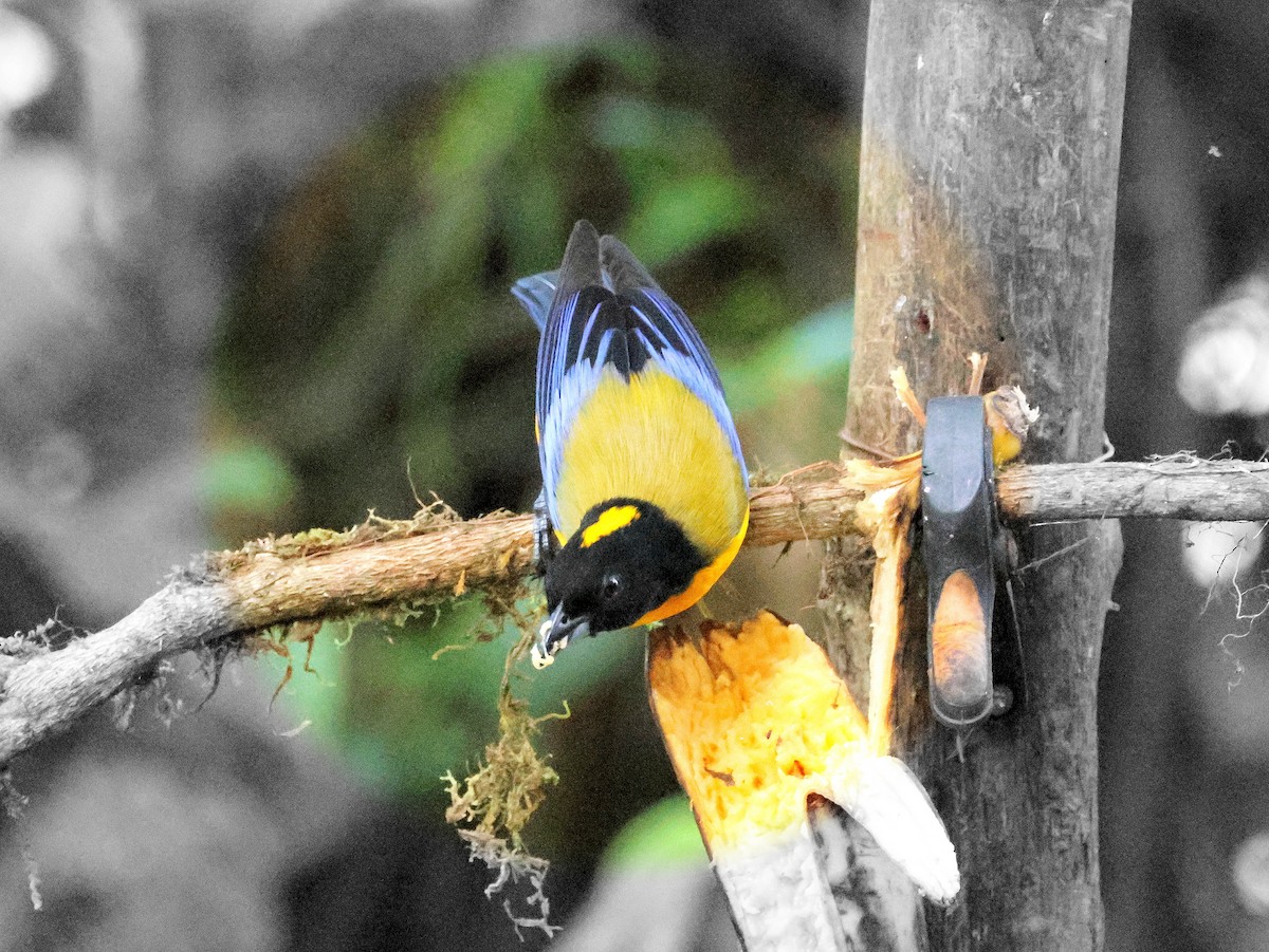 Black-chinned Mountain Tanager - ML617687610