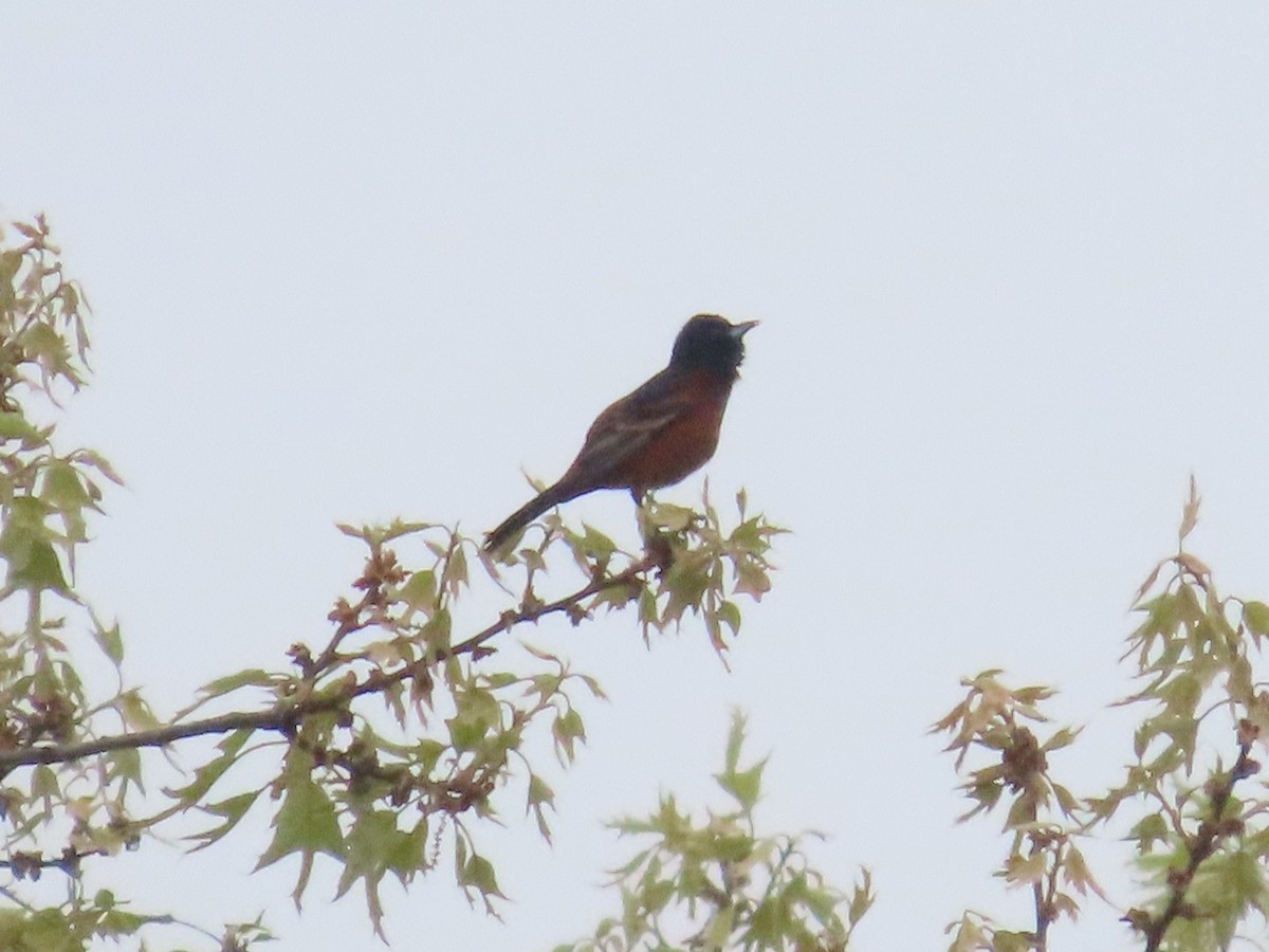 Orchard Oriole - ML617687696