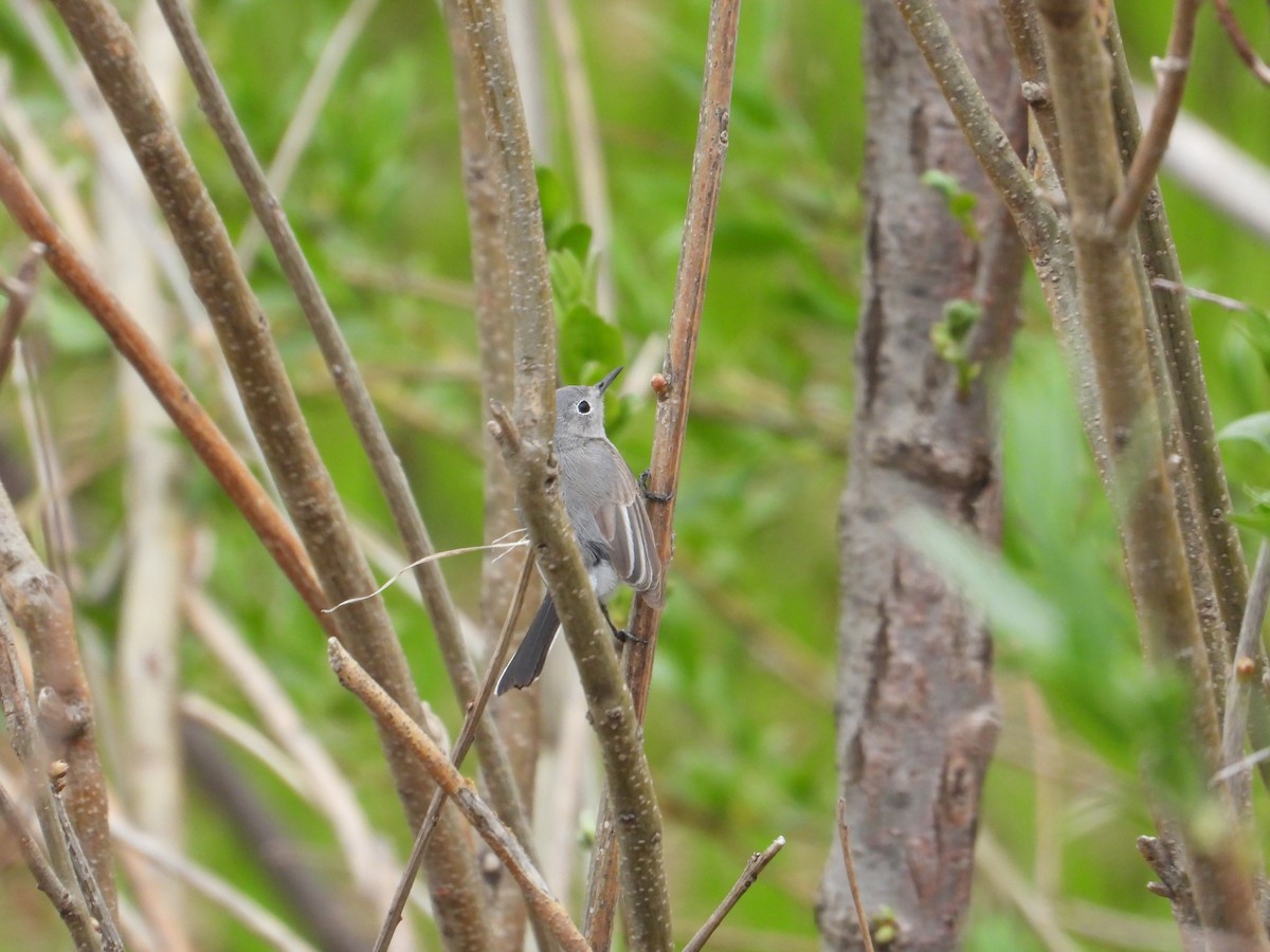 Blue-gray Gnatcatcher (obscura Group) - ML617687752