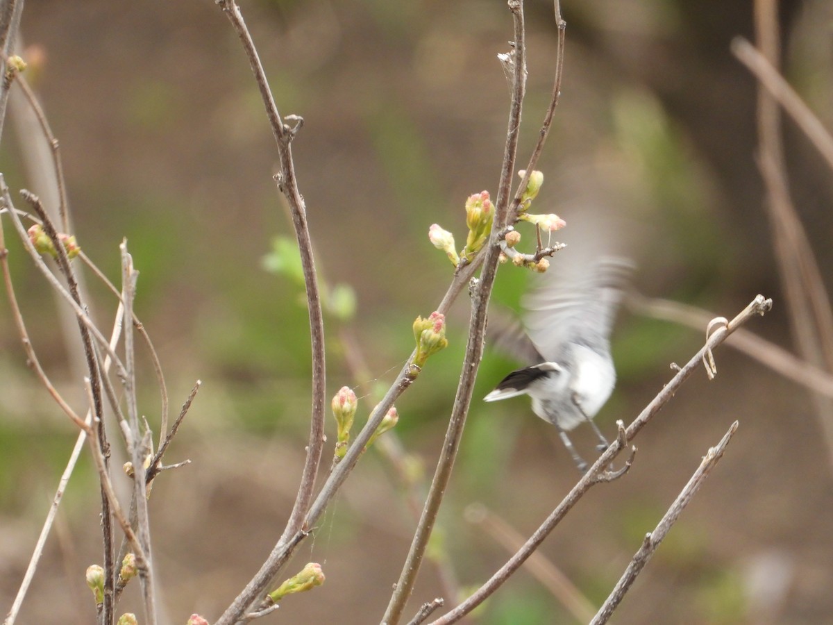 Blue-gray Gnatcatcher (obscura Group) - ML617687754