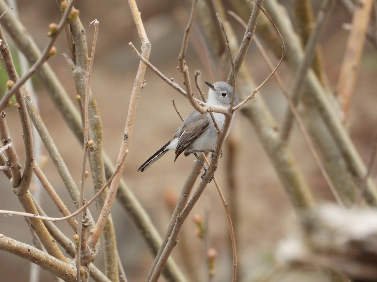 Blue-gray Gnatcatcher (obscura Group) - ML617687756