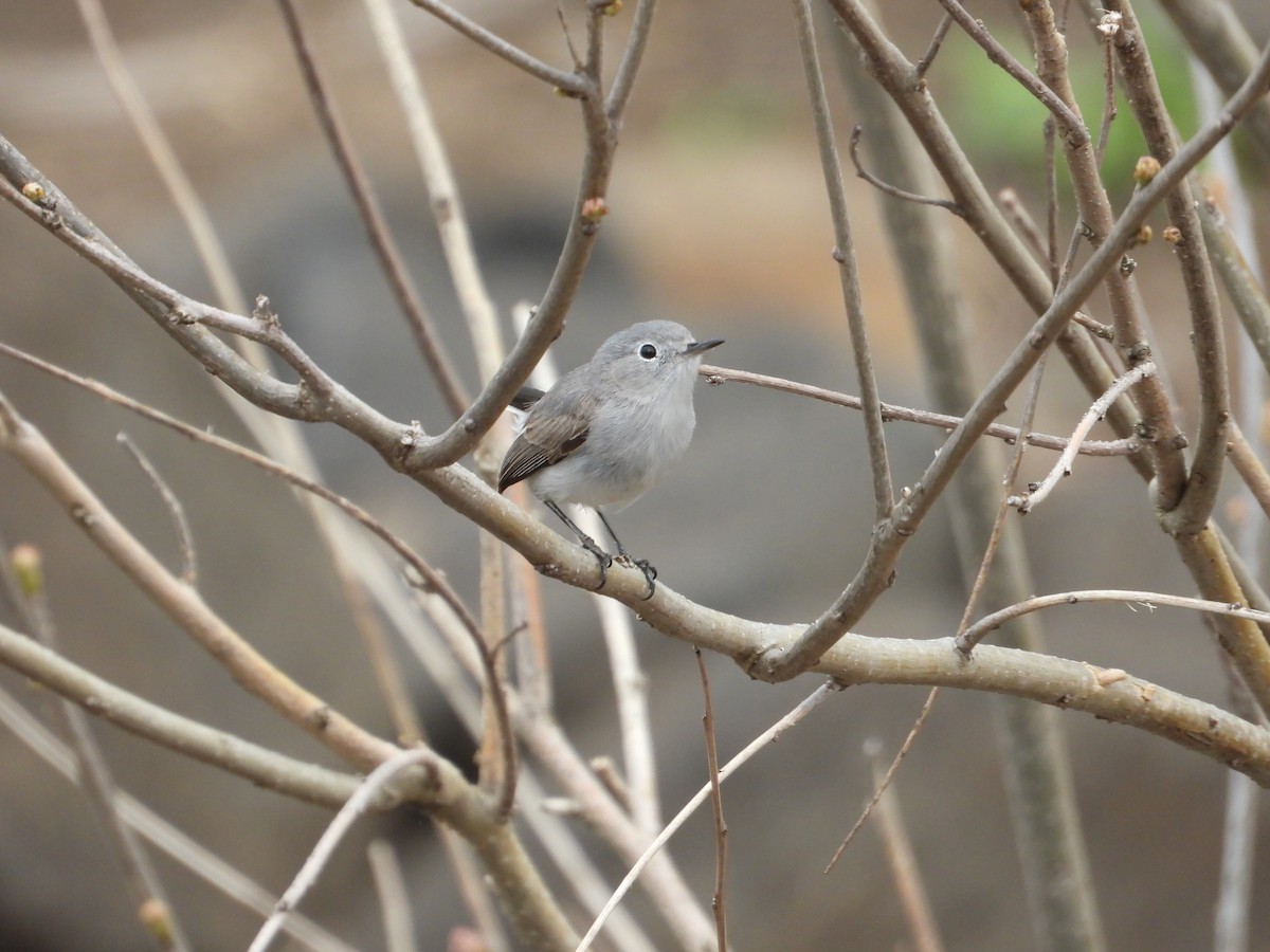 Blue-gray Gnatcatcher (obscura Group) - ML617687757