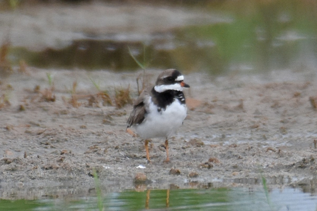 Semipalmated Plover - ML617687787