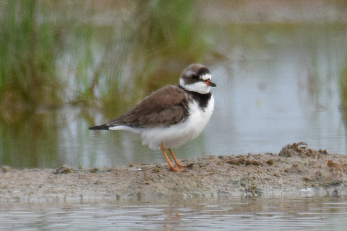 Semipalmated Plover - ML617687796
