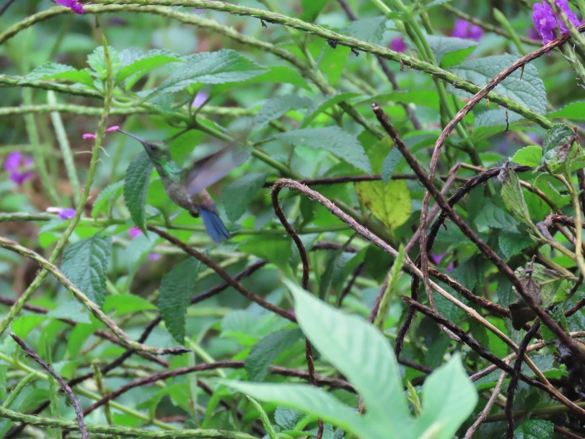 Blue-vented Hummingbird - ML617687818