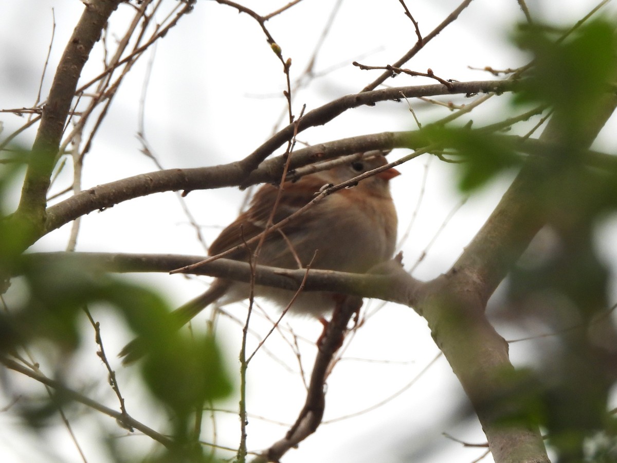 Field Sparrow - Mark Jennings