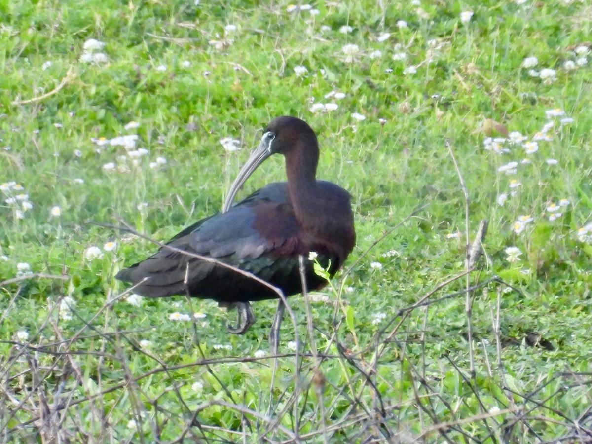 ibis hnědý - ML617687891