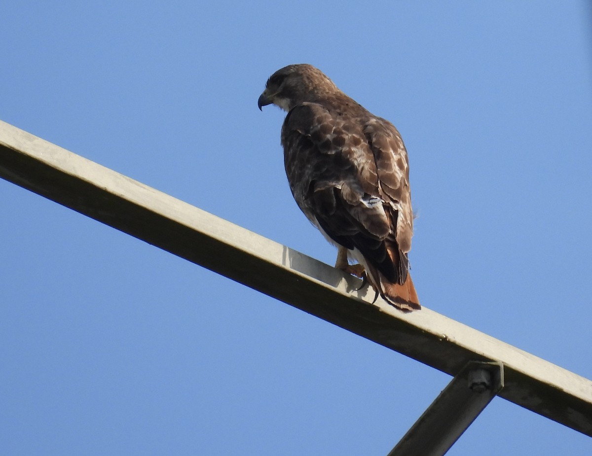 Red-tailed Hawk - ML617687911