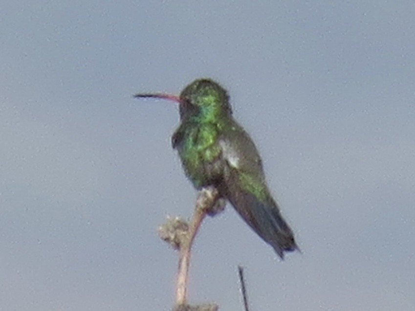 Broad-billed Hummingbird - ML617687981