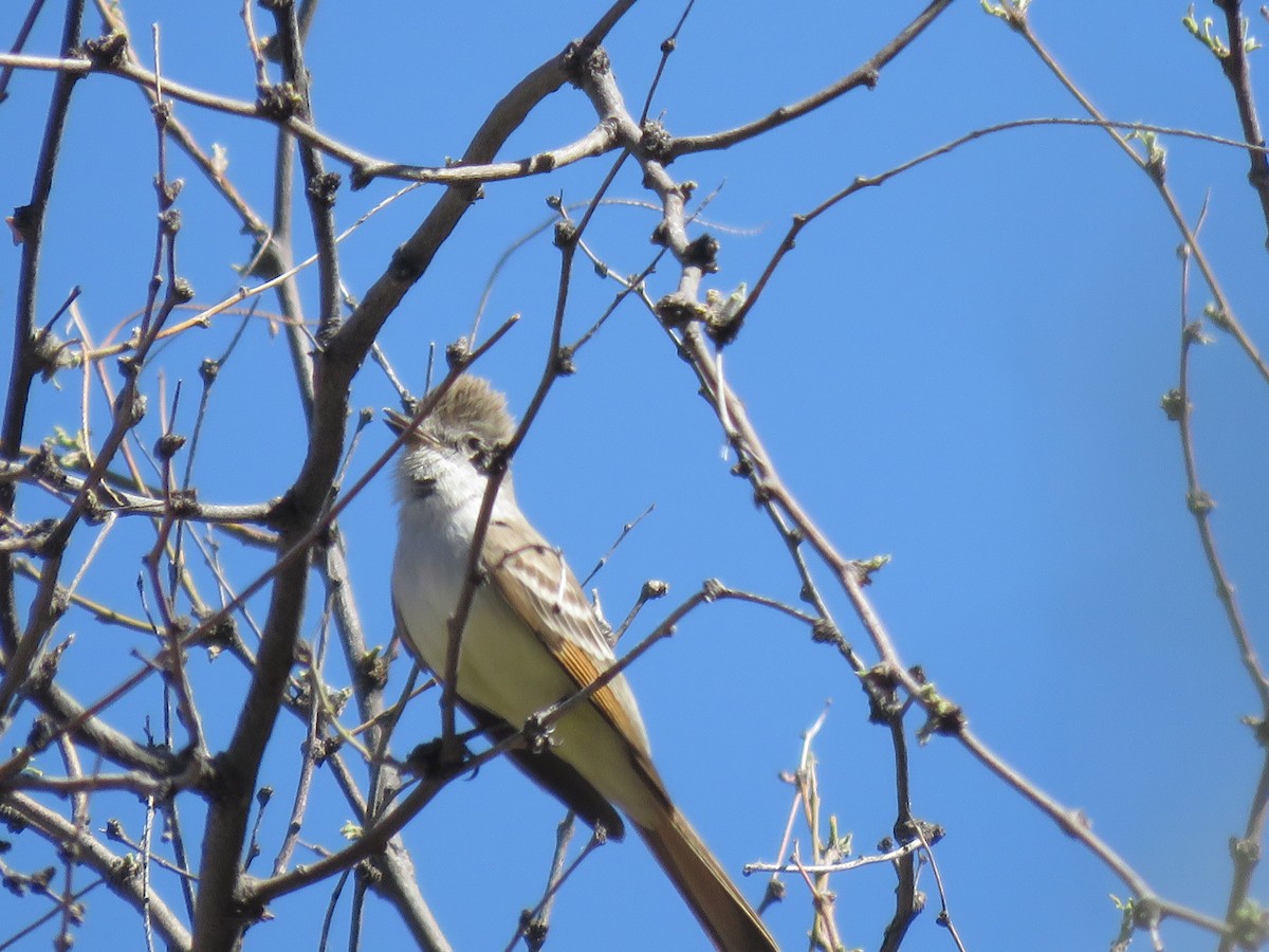 Ash-throated Flycatcher - Anonymous