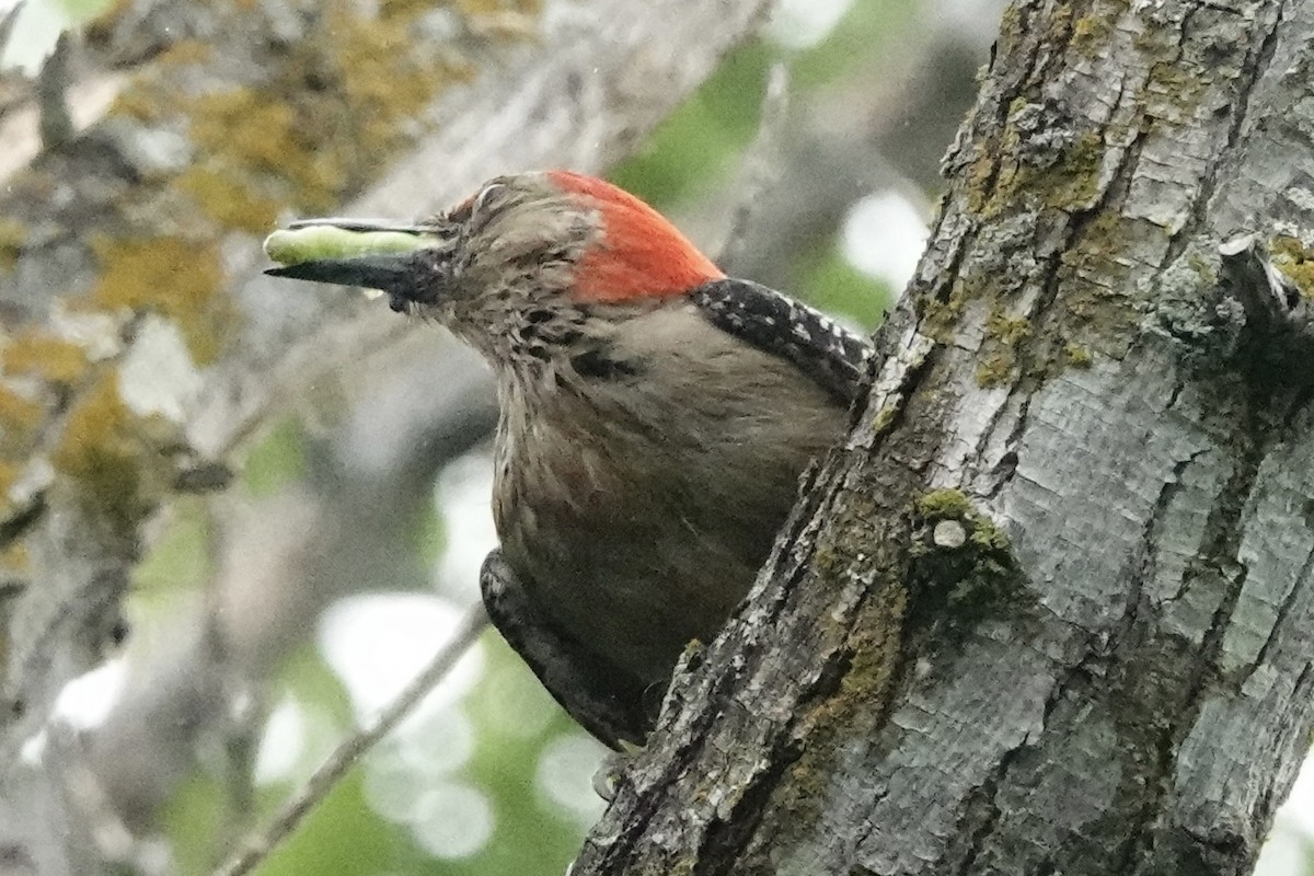 Red-bellied Woodpecker - ML617688058