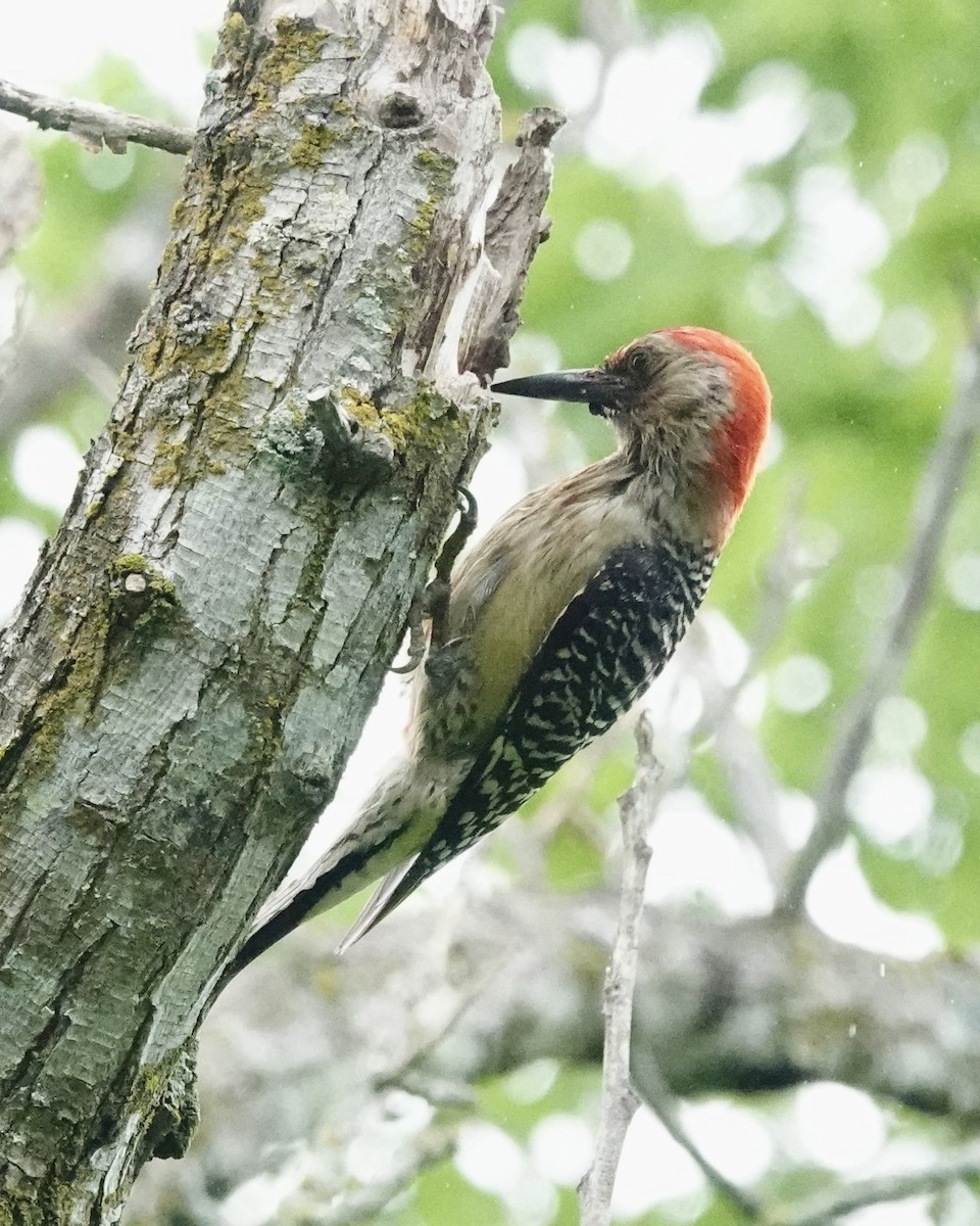 Red-bellied Woodpecker - ML617688059