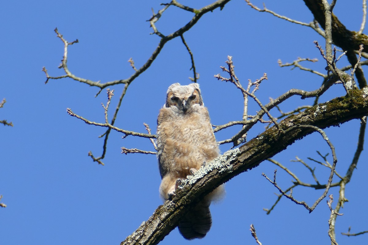 Great Horned Owl - ML617688064
