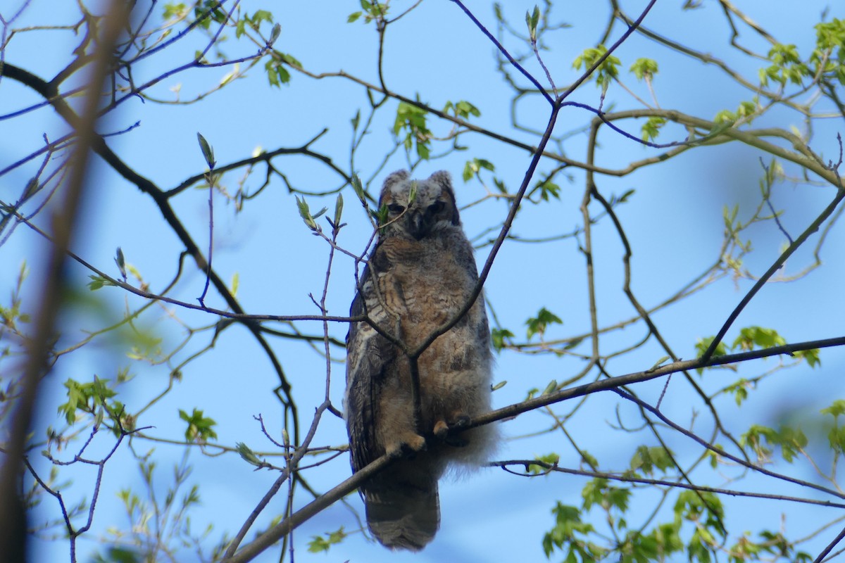 Great Horned Owl - ML617688065