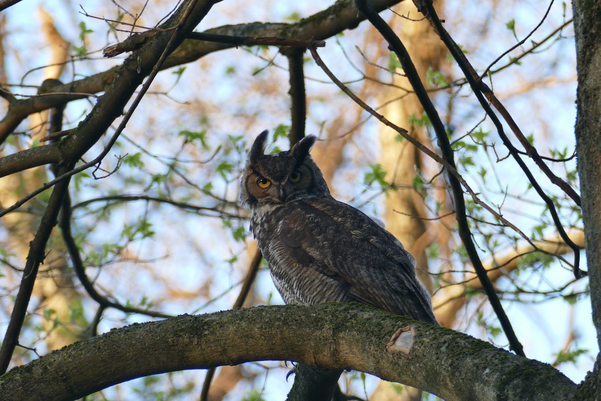 Great Horned Owl - James Baker