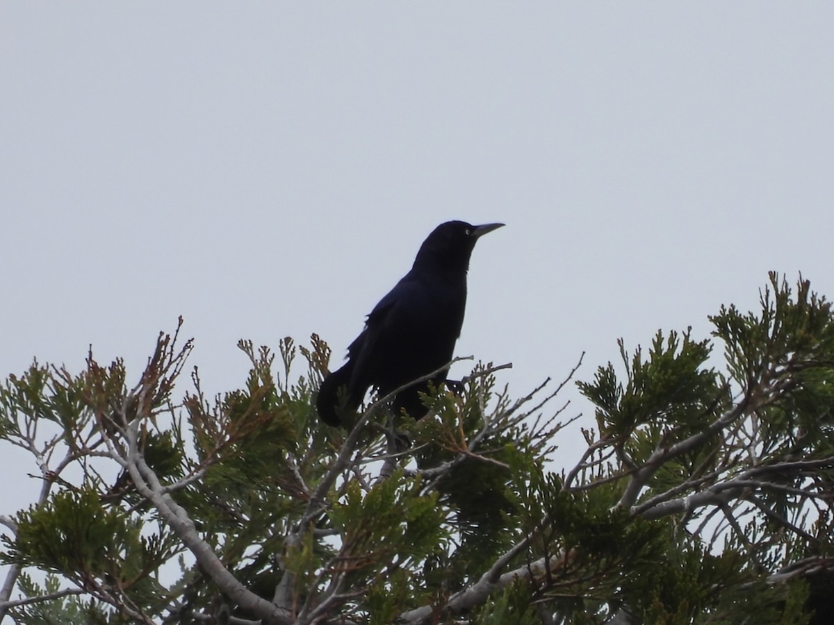 Great-tailed Grackle - ML617688089