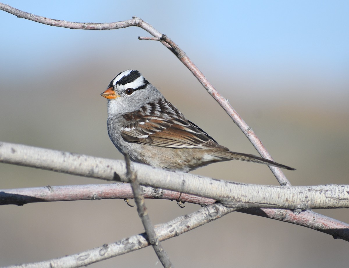 White-crowned Sparrow - ML617688111