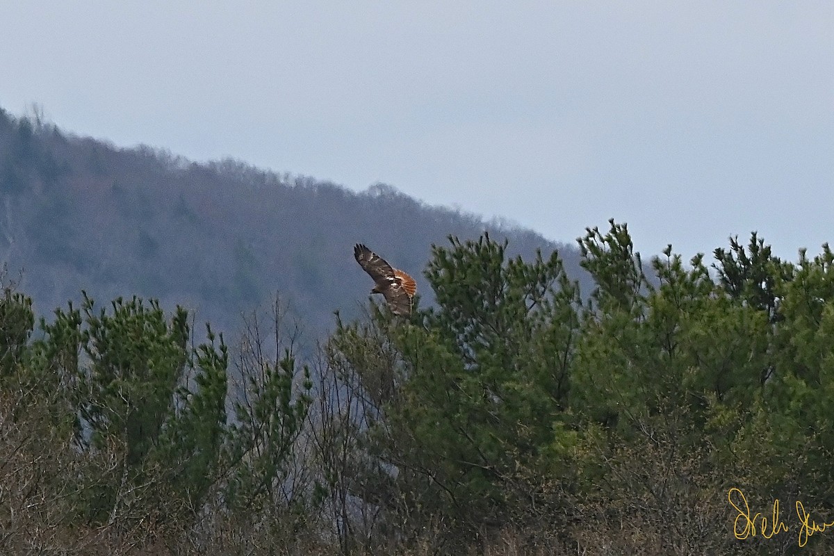 Red-tailed Hawk - Neli Jo