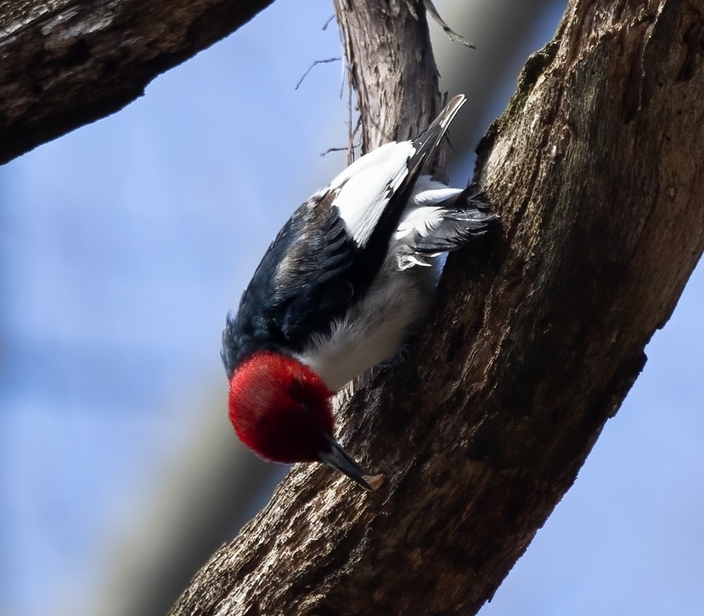 Red-headed Woodpecker - ML617688285