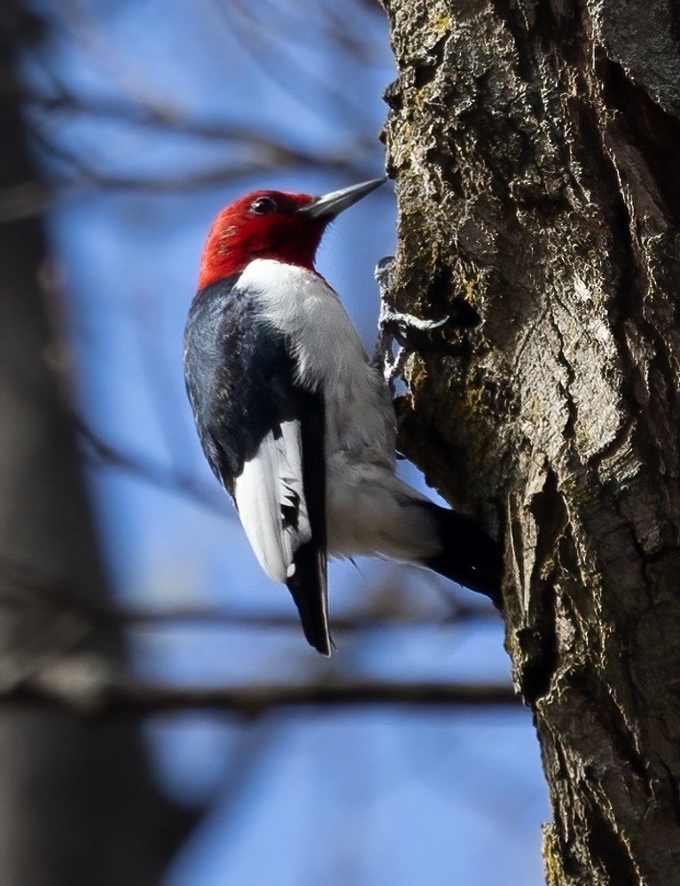 Red-headed Woodpecker - ML617688286
