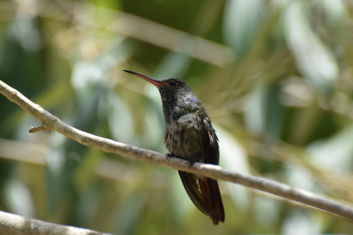 kolibřík skvrnitoprsý - ML617688300