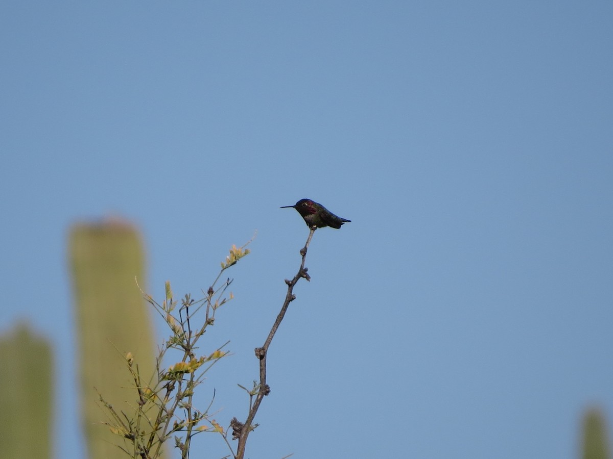 Anna's Hummingbird - ML617688354
