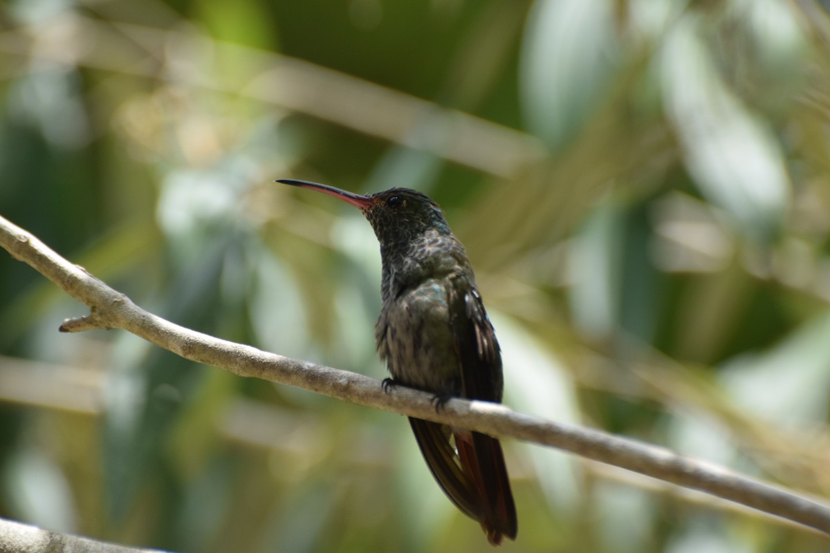 kolibřík skvrnitoprsý - ML617688393