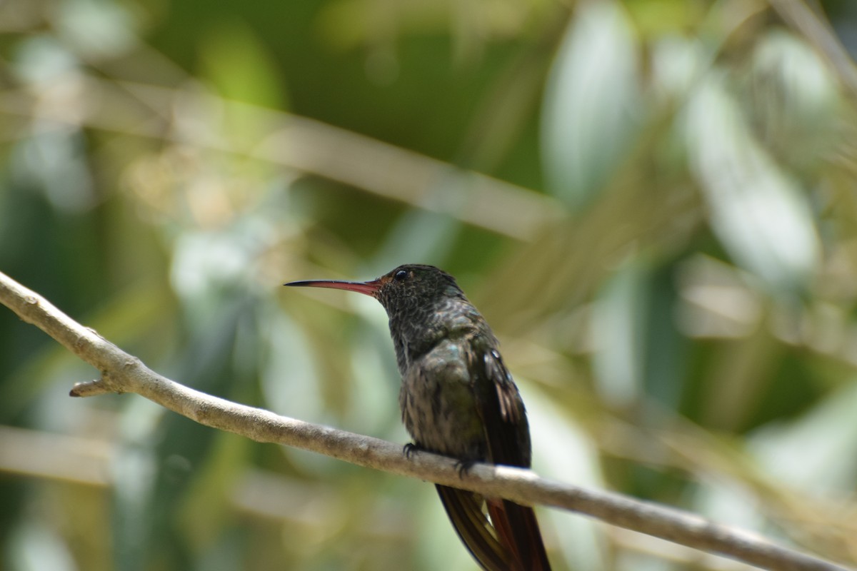 kolibřík skvrnitoprsý - ML617688394