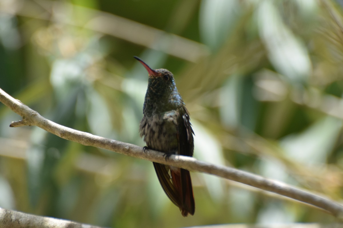 Scaly-breasted Hummingbird - Jeffrey Greco
