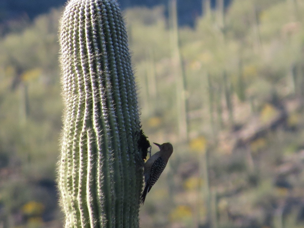 Pic des saguaros - ML617688465