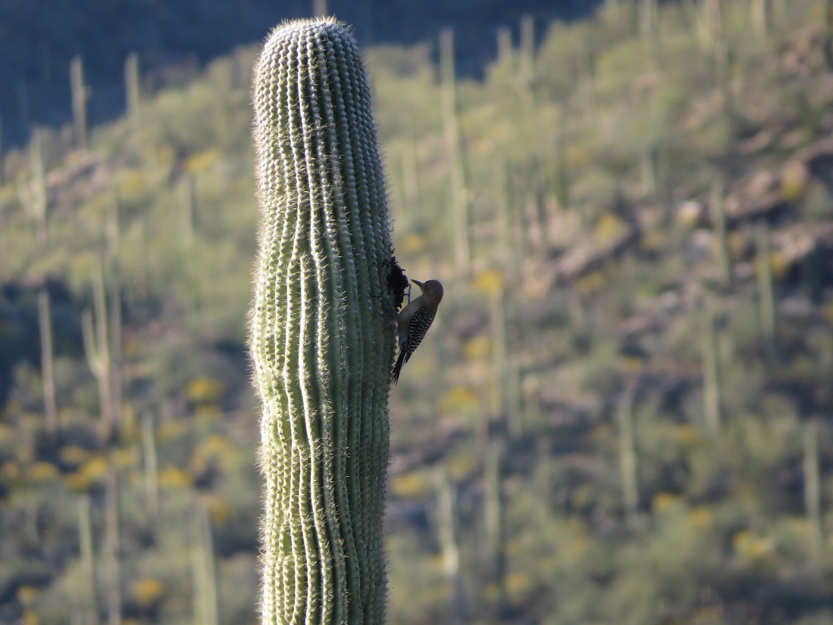 Pic des saguaros - ML617688466
