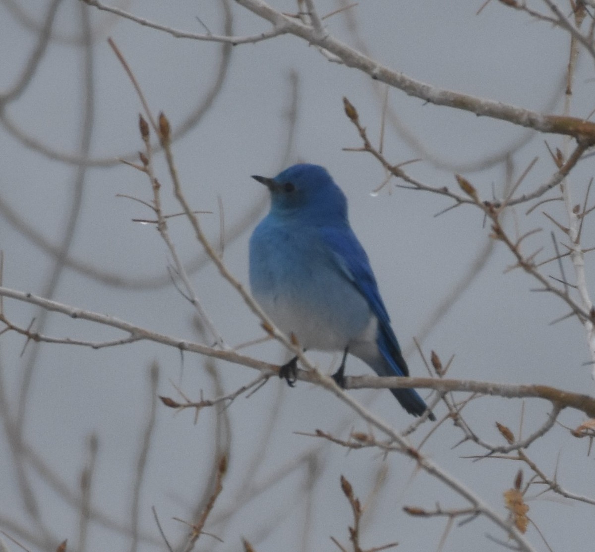 Mountain Bluebird - Rob Cassady