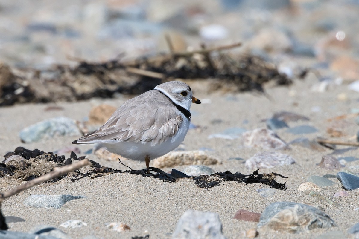 Piping Plover - Luis Agosto