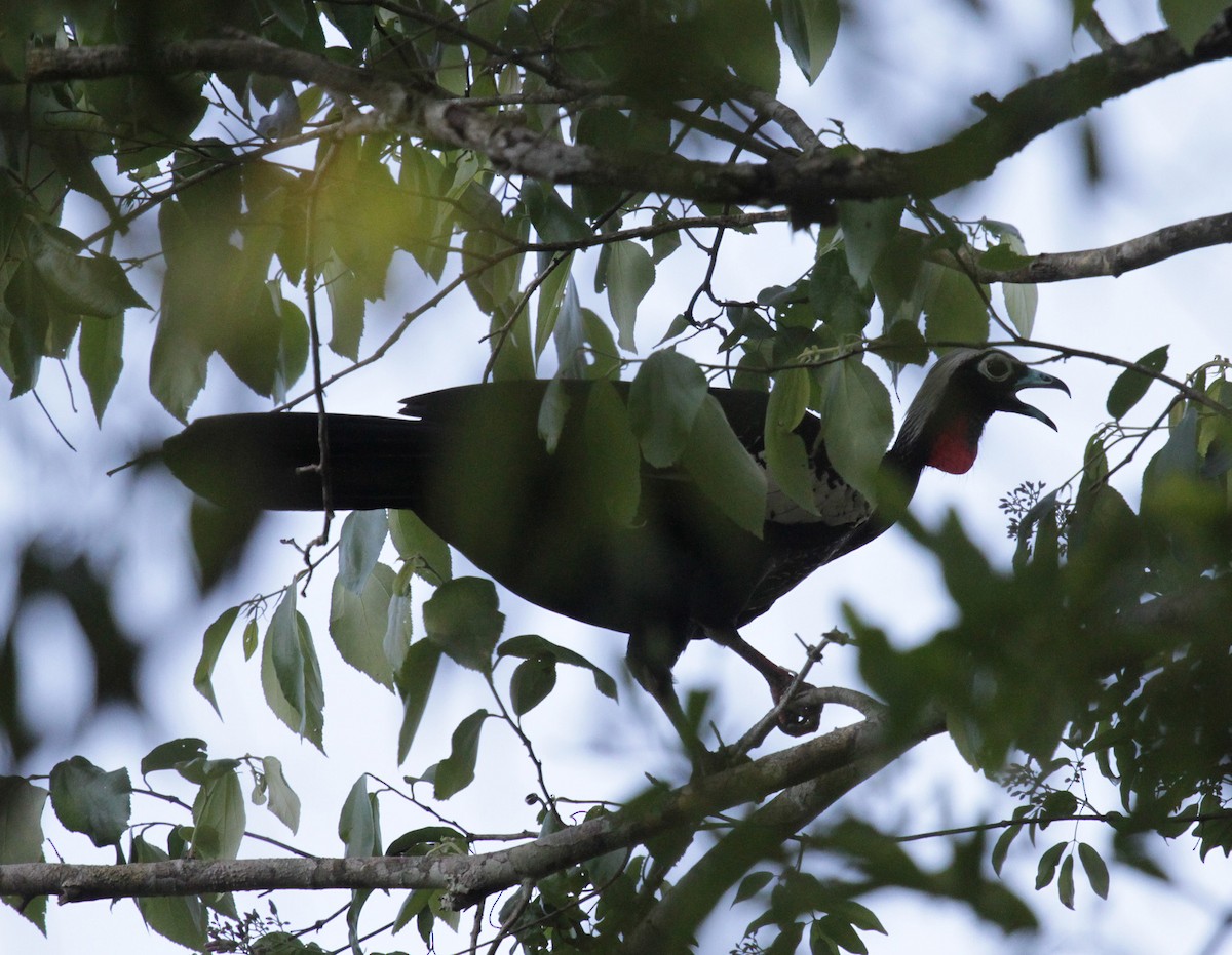 Black-fronted Piping-Guan - ML617688677