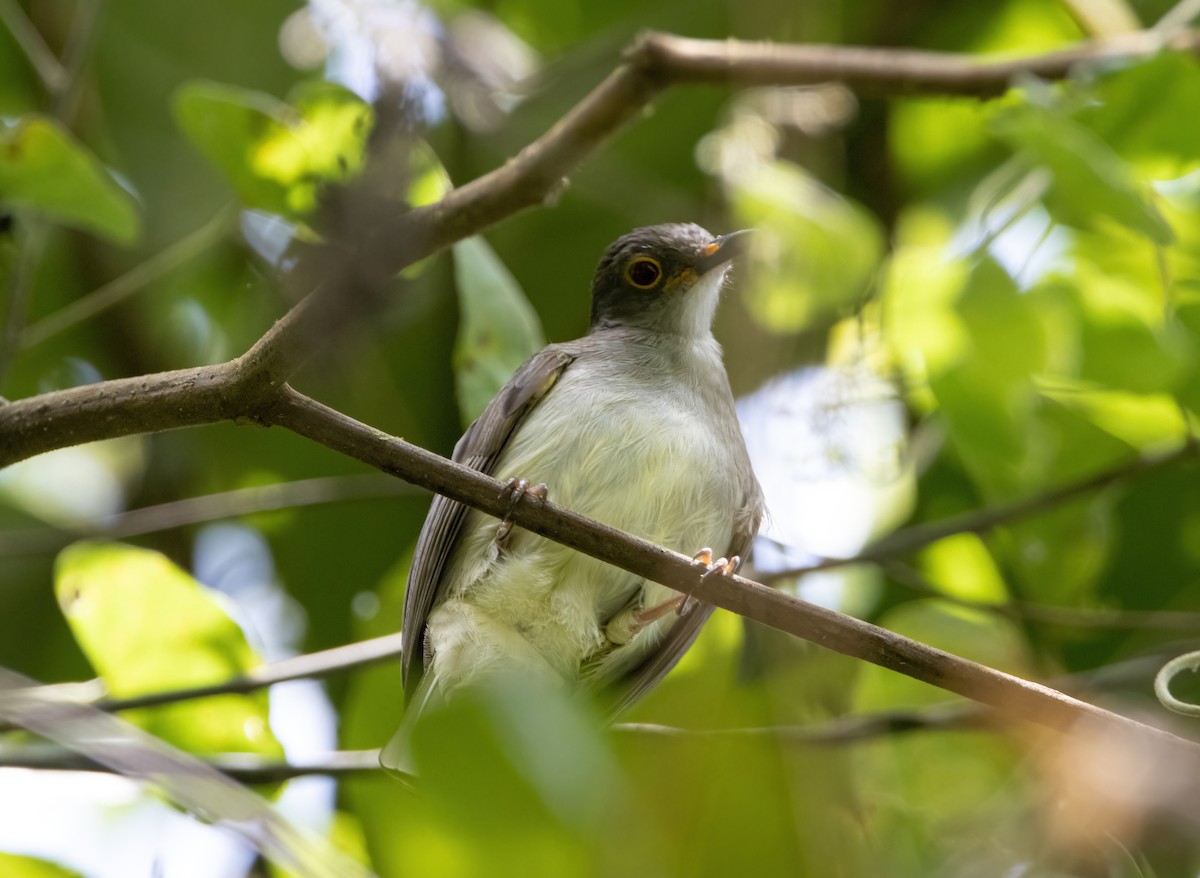 Spectacled Bulbul - Mitch Rose