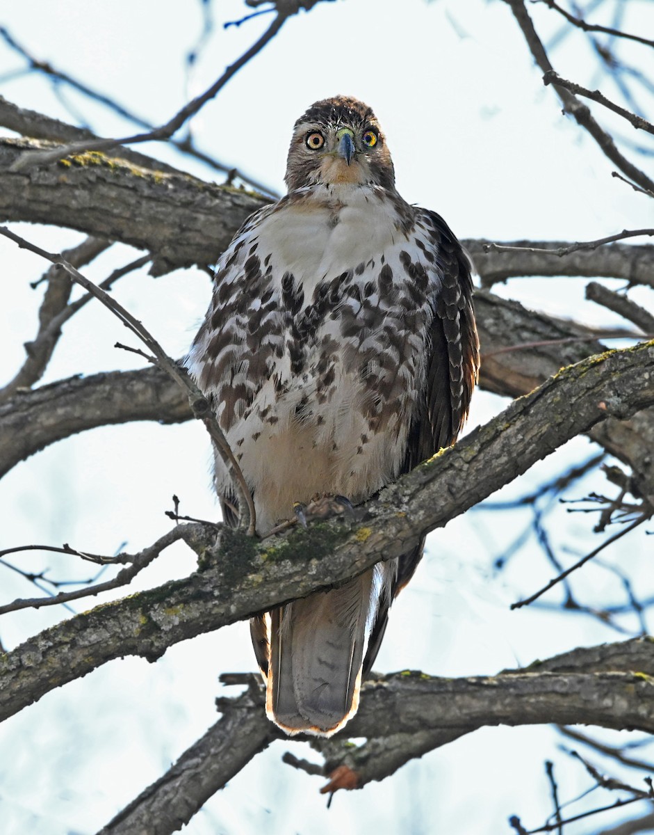 Red-tailed Hawk - ML617688785