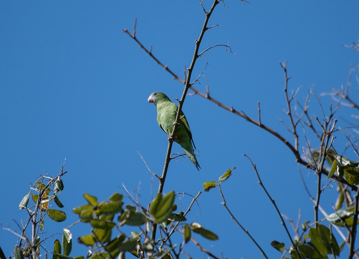White-winged Parakeet - Larry Manfredi