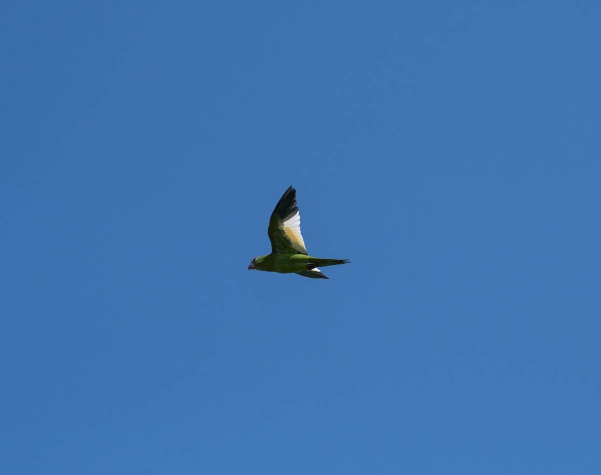 White-winged Parakeet - ML617688832