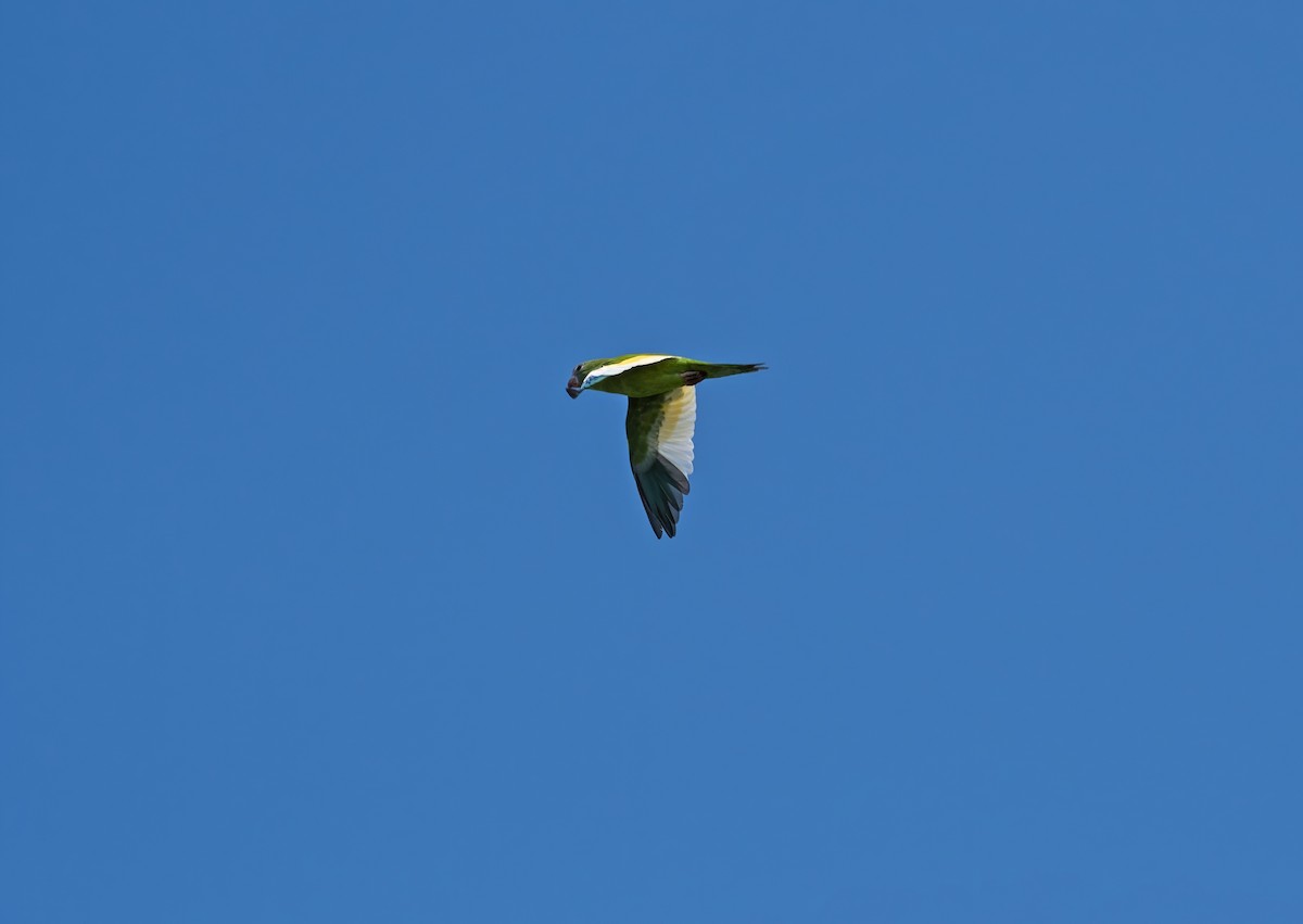 White-winged Parakeet - ML617688833