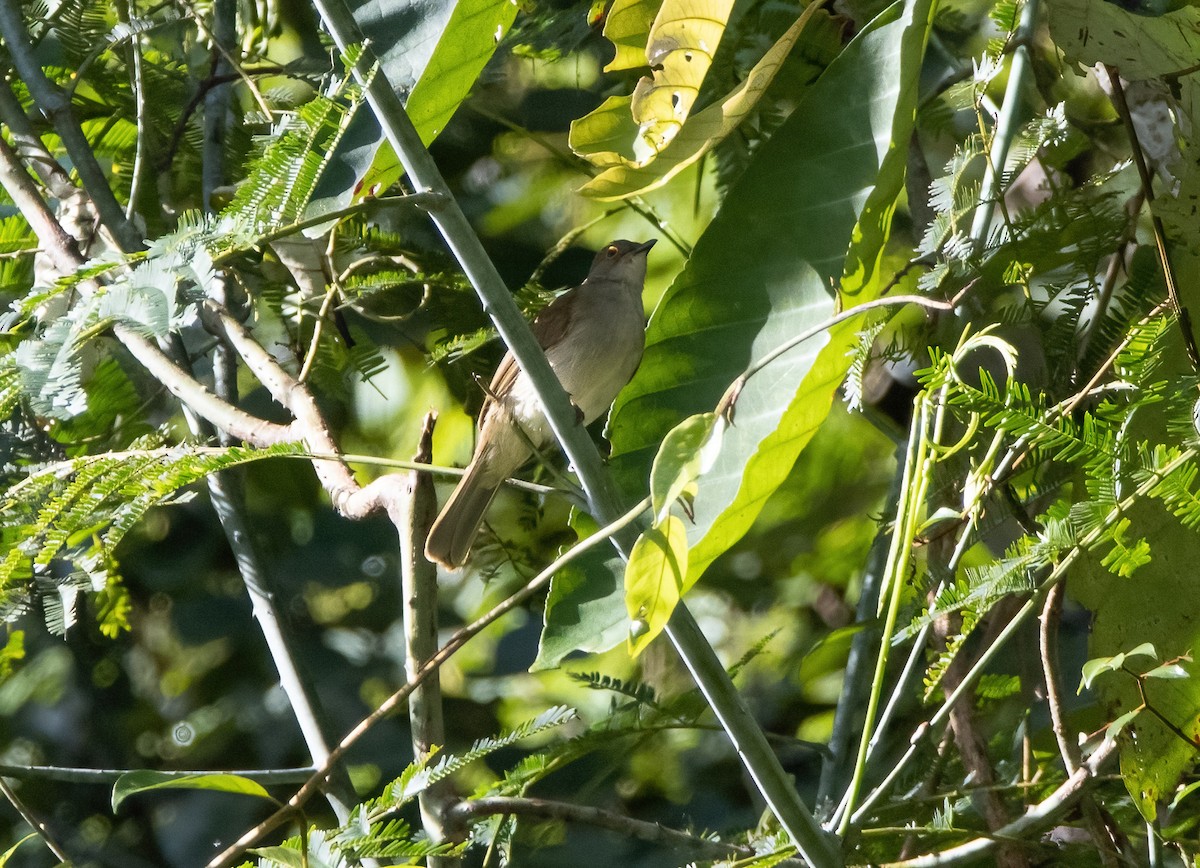 Spectacled Bulbul - Mitch Rose