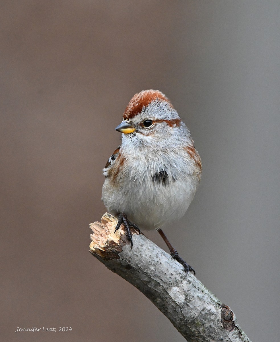 American Tree Sparrow - ML617689019
