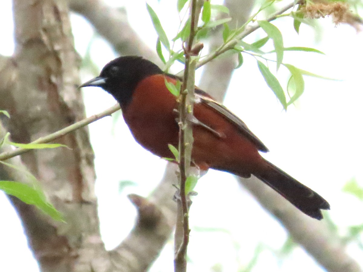 Orchard Oriole - ML617689051