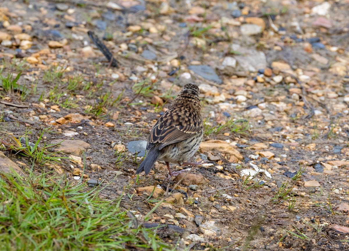Rufous-collared Sparrow - ML617689080