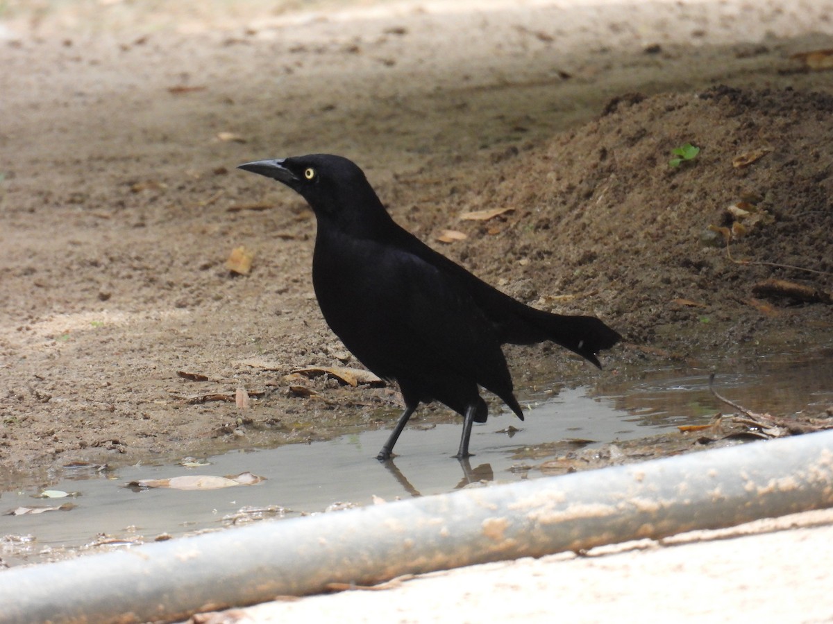 Great-tailed Grackle - ML617689099