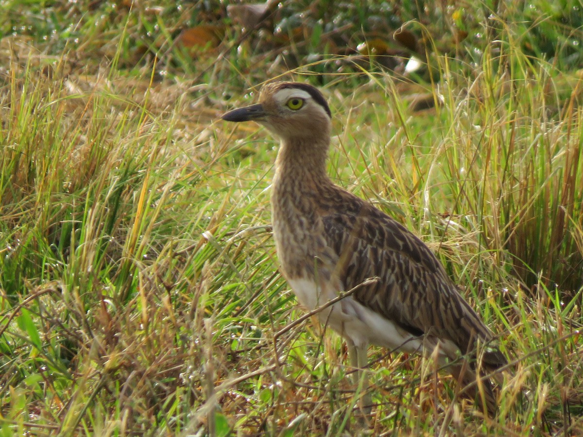 Double-striped Thick-knee - ML617689108
