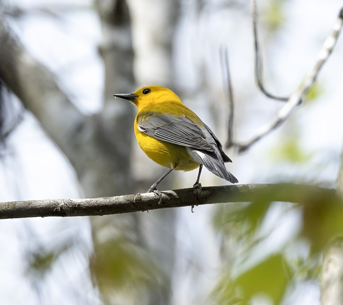 Prothonotary Warbler - terry moore